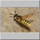 Philanthus triangulum - Bienenwolf w39c beim Nestanflug - Sandgrube OS-Wallenhorst.jpg
